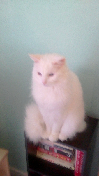 Hundreds of cats, thousands of cats, millions and billions and trillions of cats