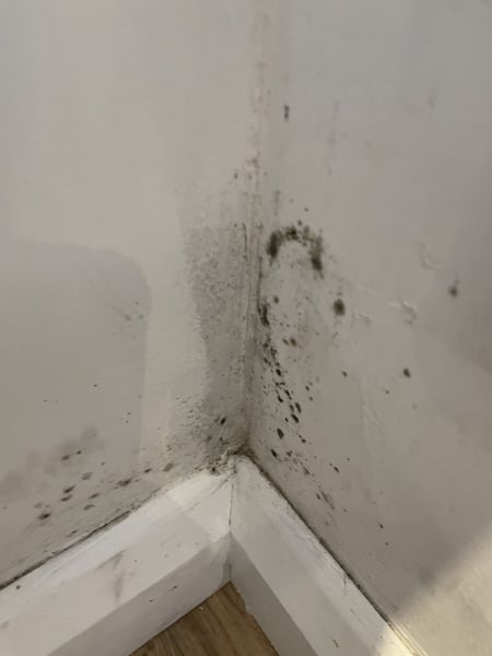 Help! My house is going mouldy.