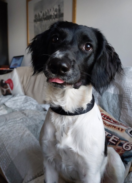 do all show cockers have the personality of a tea towel