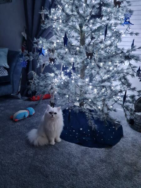 Hundreds of cats, thousands of cats, millions and billions and trillions of cats