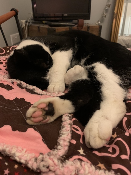 Hundreds of cats, thousands of cats, millions and billions and trillions of cats
