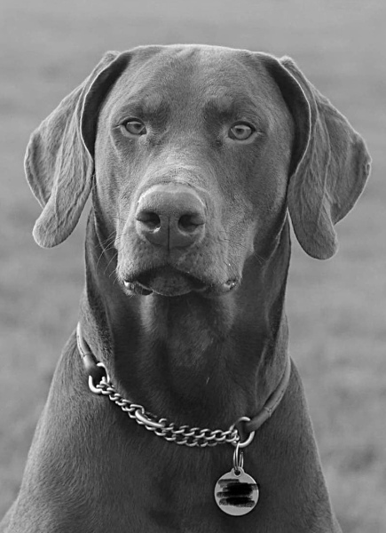 Pet portraits - brutally honest opinions needed 