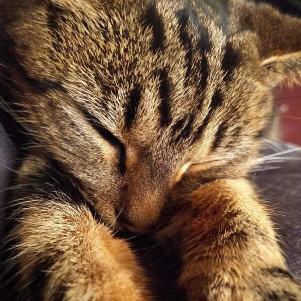 I want to rehome my cat