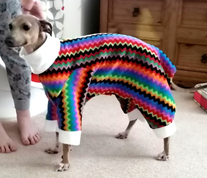 Anyone want to show me a photo of their dog ? 