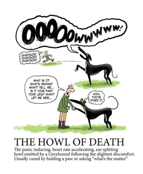 I have an appointment to view a greyhound today at the animal sanctuary. Wish me luck.