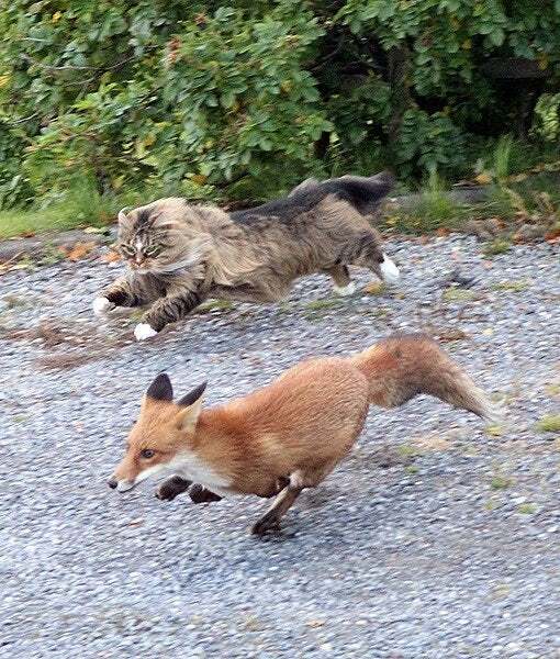 Foxes under cabin in our garden - how dangerous are they? And how do we get rid of them??