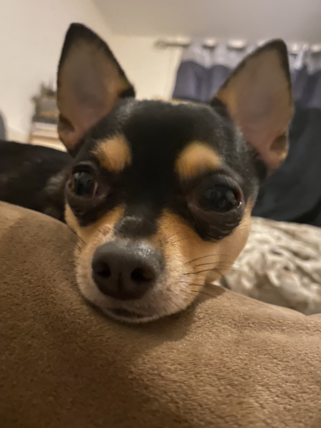Anyone want to show me a photo of their dog ? 