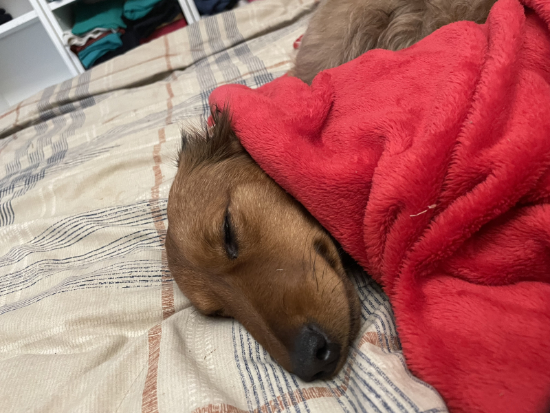 What can anyone tell me about daschunds?