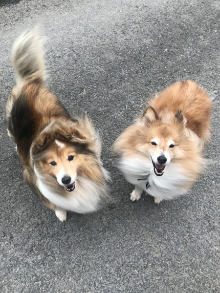 Anyone want to show me a photo of their dog ? 