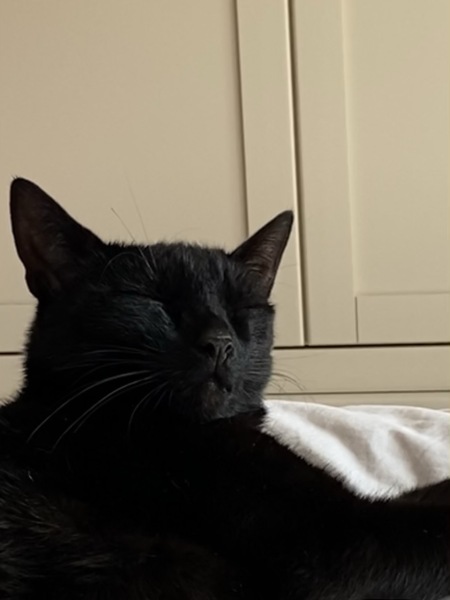 Can we have a cat photo thread ? I’m thinking of getting a cat 