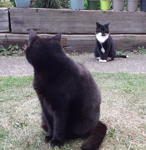 Can we have a cat photo thread ? I’m thinking of getting a cat 