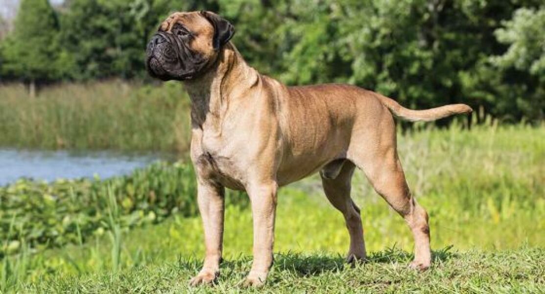 Apologies another dog thread
