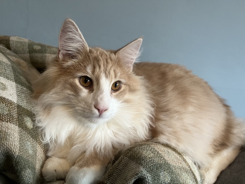 Can we have a cat photo thread ? I’m thinking of getting a cat 