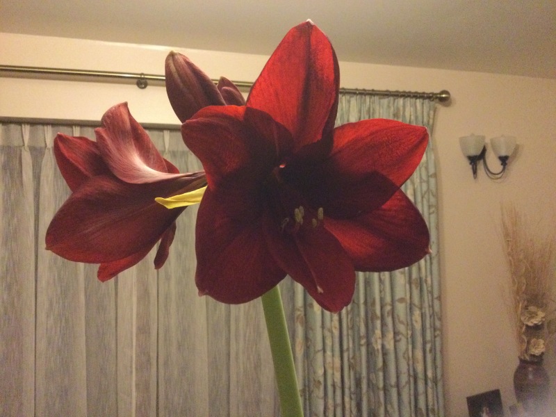 Who'd like an Amaryllis (Hippeastrum) thread?