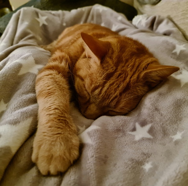 Can we have a cat photo thread ? I’m thinking of getting a cat 