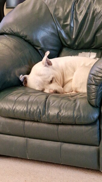 Anyone want to show me a photo of their dog ? 