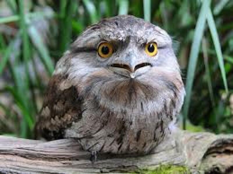 I need an owl.