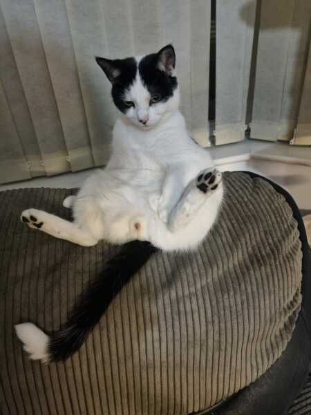 Can we have a cat photo thread ? I’m thinking of getting a cat 