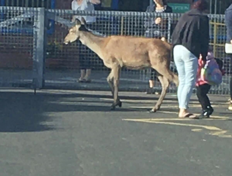 Dogs at school gate