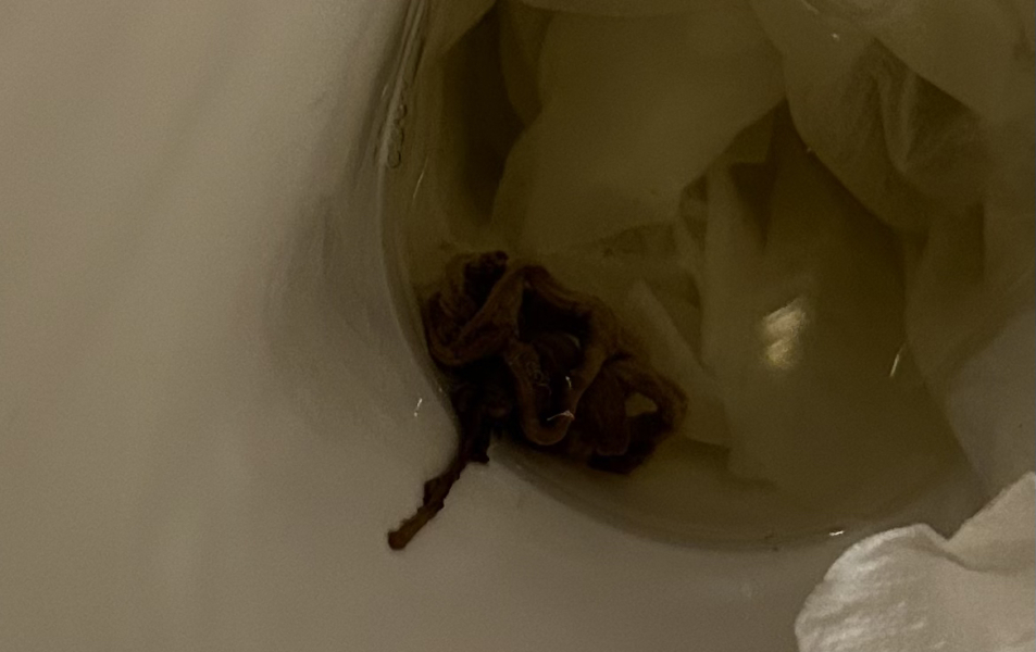 Possible tapeworm?! Please help