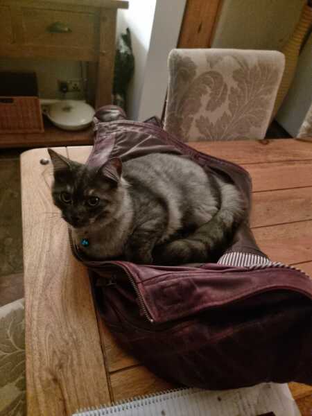 To ask to see your pets? 
