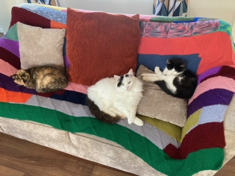 I appear to have cats