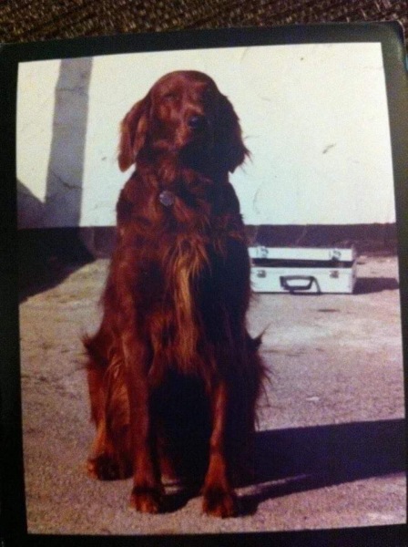 Honest opinions re Red setters