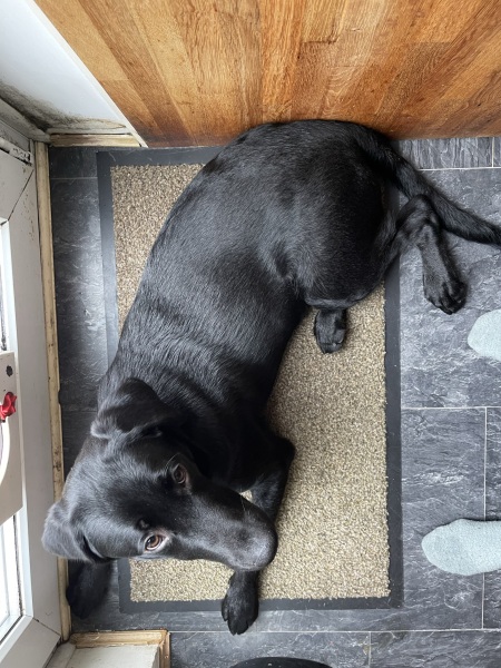 Puppy Survival Thread - as we approach Fireworks night for the first time…