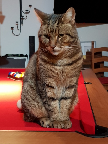 Thug cat part 4.  After all, it's not my Axminster.