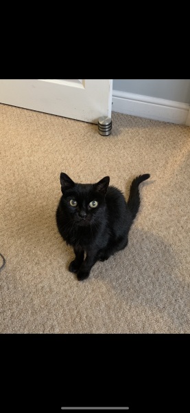 Can we have a cat photo thread ? I’m thinking of getting a cat 