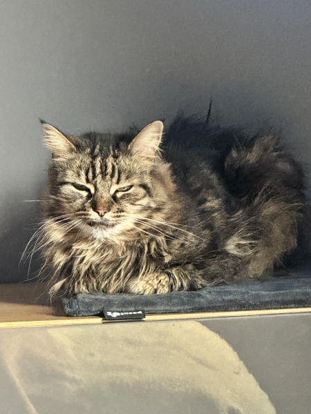 Can we have a cat photo thread ? I’m thinking of getting a cat 