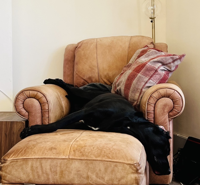 Anyone want to show me a photo of their dog ? 