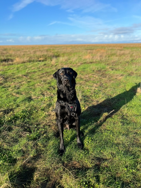Anyone want to show me a photo of their dog ? 