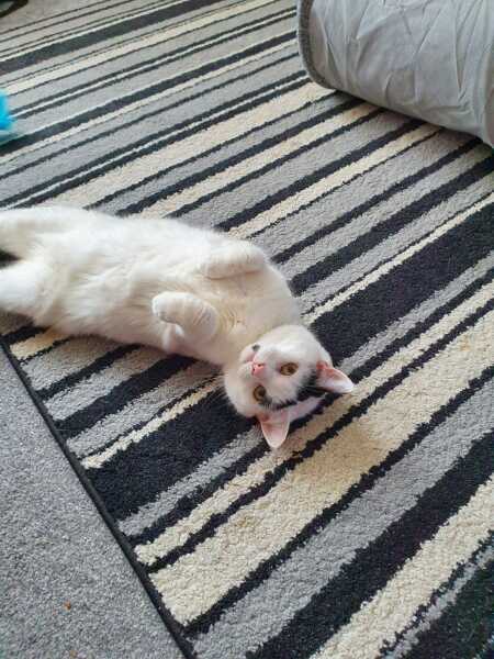 Can we have a cat photo thread ? I’m thinking of getting a cat 