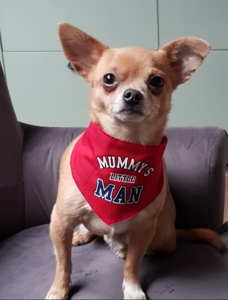 Anyone want to show me a photo of their dog ? 
