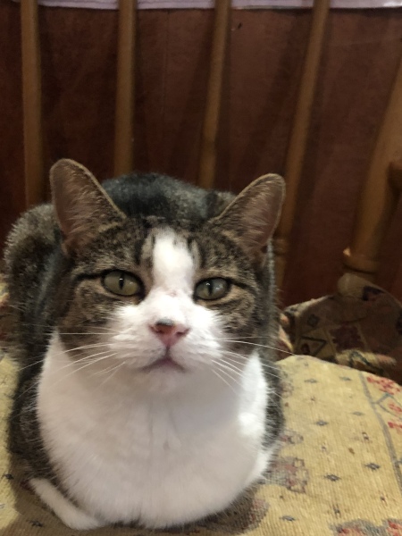 To ask to see your pets? 