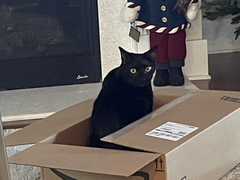 Can we have a cat photo thread ? I’m thinking of getting a cat 