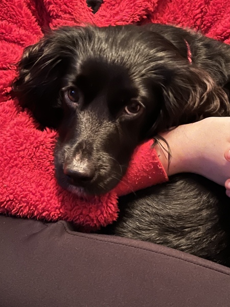Anyone want to show me a photo of their dog ? 