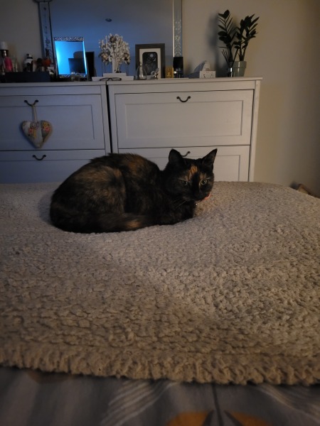 New cat
