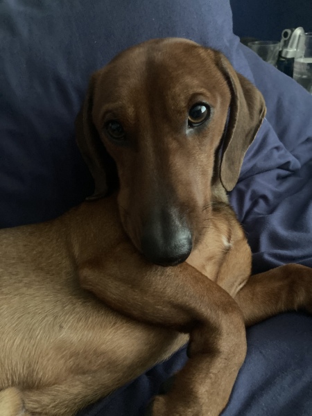 Anyone want to show me a photo of their dog ? 