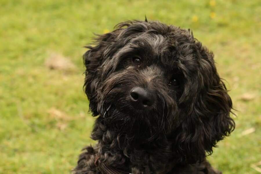 Anyone want to show me a photo of their dog ? 