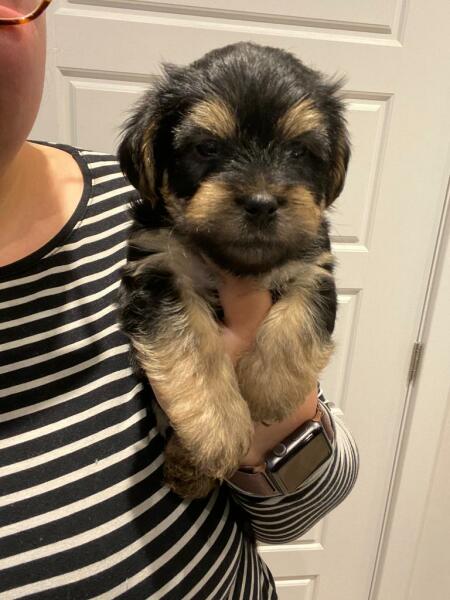 Is now the right time for a puppy? 