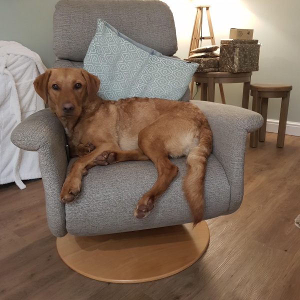 To ask to see your pets? 