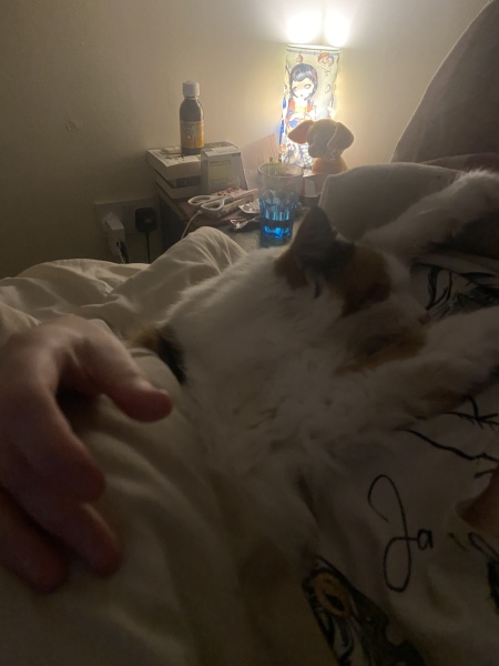 Can we have a cat photo thread ? I’m thinking of getting a cat 