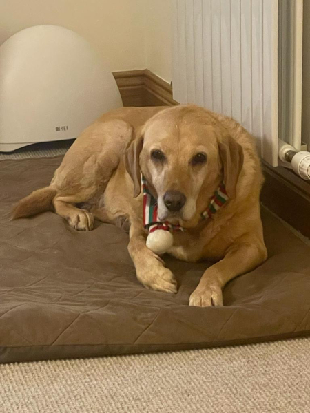 To ask to see your pets? 