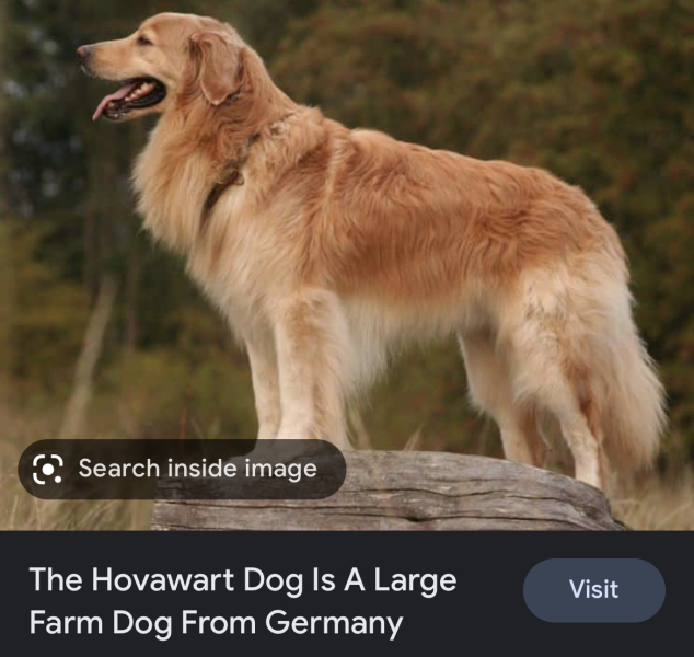 Can anybody tell me the breed of this dog?
