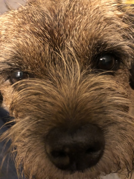 Anyone want to show me a photo of their dog ? 