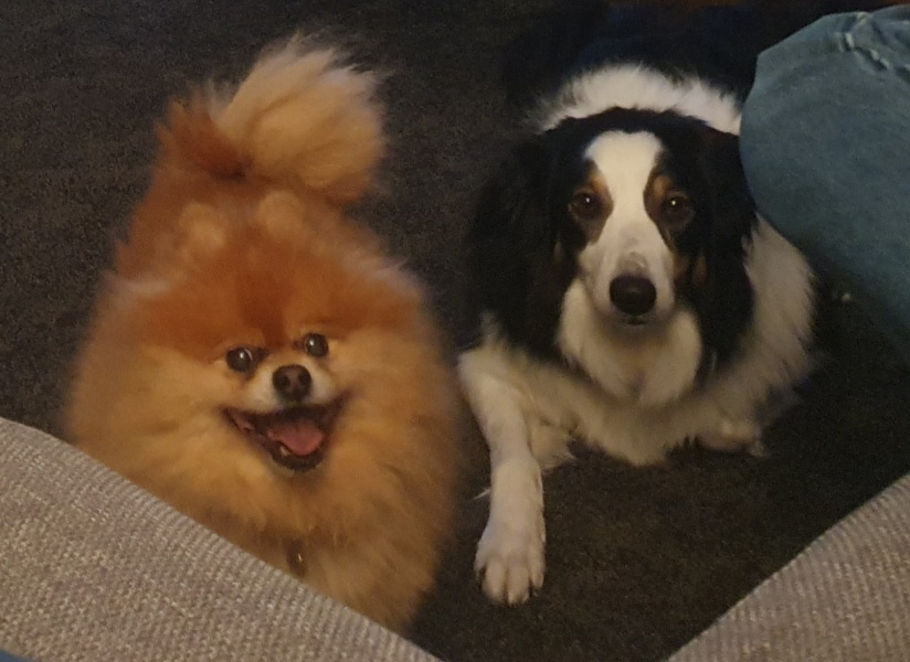 Anyone want to show me a photo of their dog ? 