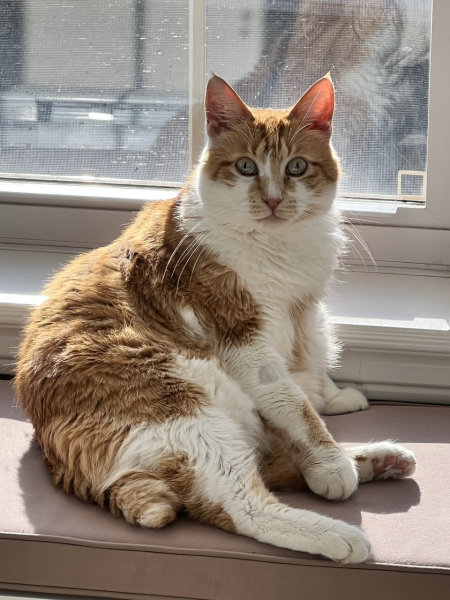 Can we have a cat photo thread ? I’m thinking of getting a cat 