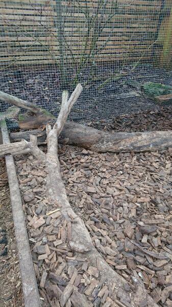Stinky, horrible, waterlogged chicken run - advice / opinions please